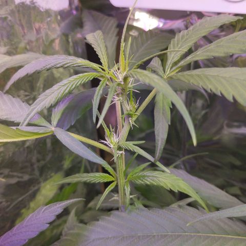 Skunk da matinha ♀️ growlog timeline photo