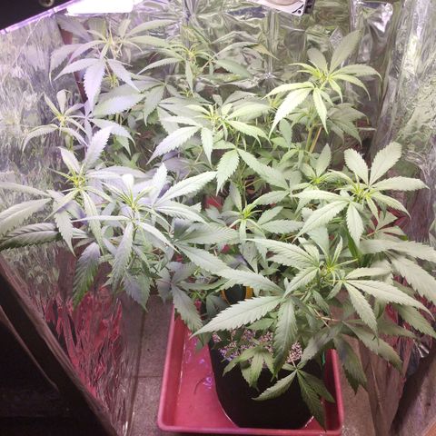 Skunk da matinha ♀️ growlog timeline photo