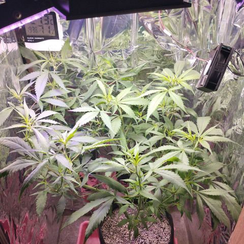 Skunk da matinha ♀️ growlog timeline photo
