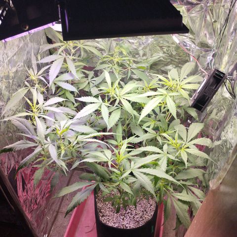 Skunk da matinha ♀️ growlog timeline photo