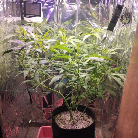 Skunk da matinha ♀️ growlog timeline photo
