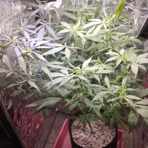 Skunk da matinha ♀️ growlog timeline photo