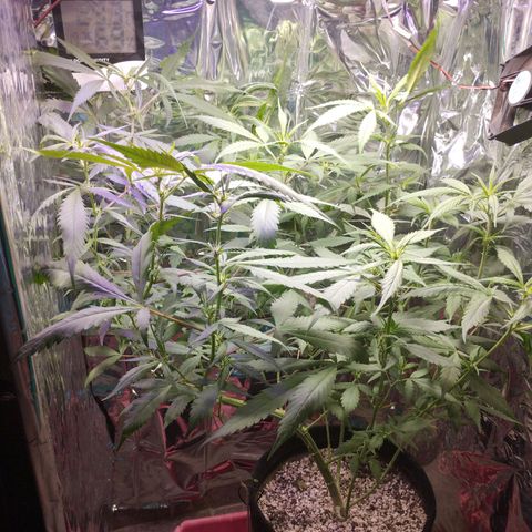 Skunk da matinha ♀️ growlog timeline photo