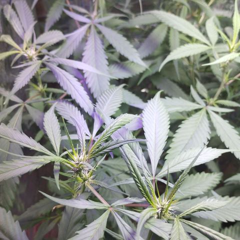 Skunk da matinha ♀️ growlog timeline photo
