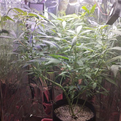 Skunk da matinha ♀️ growlog timeline photo