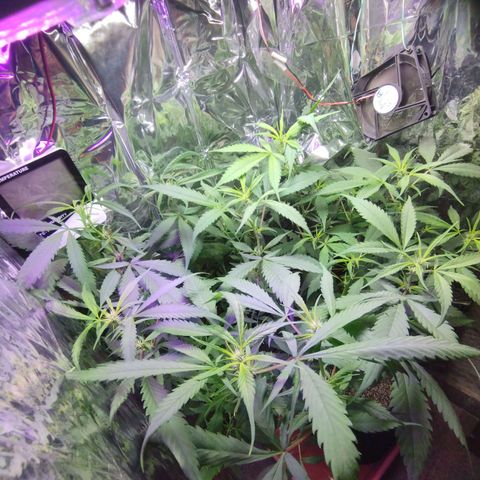 Skunk da matinha ♀️ growlog timeline photo