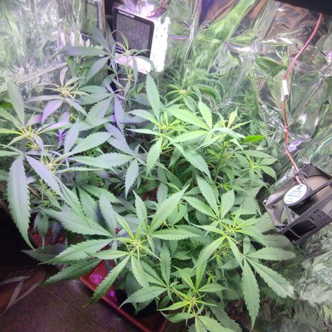 Skunk da matinha ♀️ growlog timeline photo