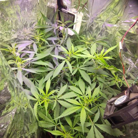 Skunk da matinha ♀️ growlog timeline photo