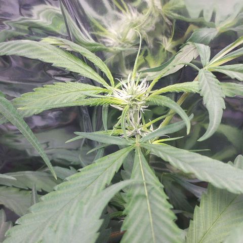 Skunk da matinha ♀️ growlog timeline photo