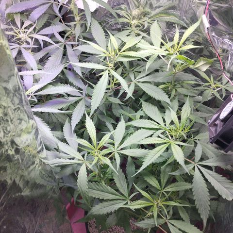 Skunk da matinha ♀️ growlog timeline photo