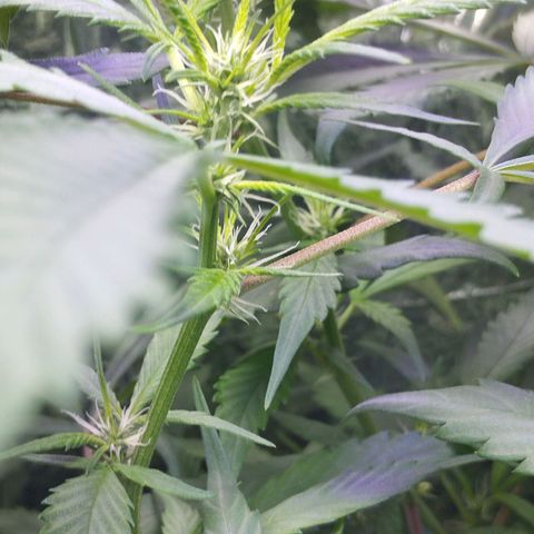 Skunk da matinha ♀️ growlog timeline photo