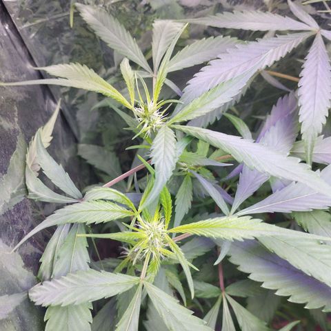 Skunk da matinha ♀️ growlog timeline photo