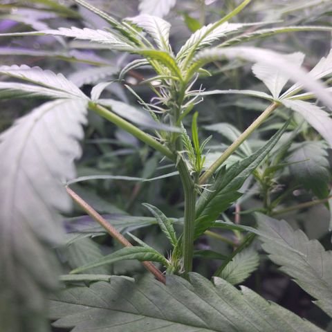 Skunk da matinha ♀️ growlog timeline photo