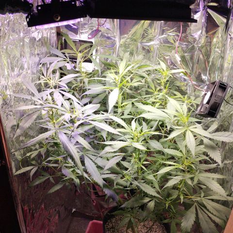 Skunk da matinha ♀️ growlog timeline photo