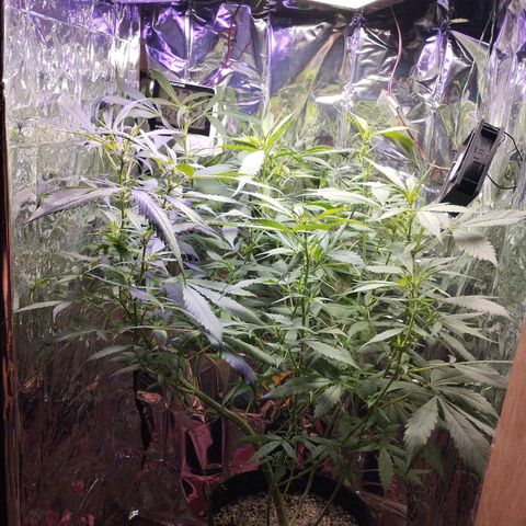 Skunk da matinha ♀️ growlog timeline photo