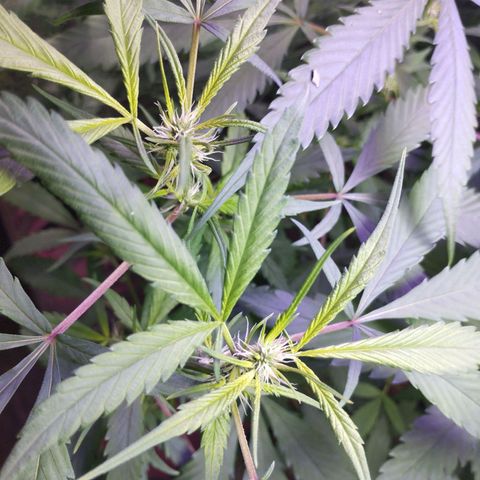 Skunk da matinha ♀️ growlog timeline photo