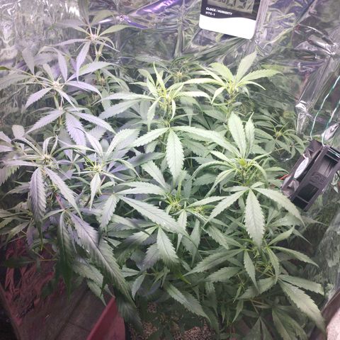 Skunk da matinha ♀️ growlog timeline photo