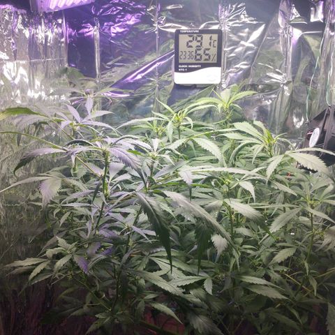 Skunk da matinha ♀️ growlog timeline photo
