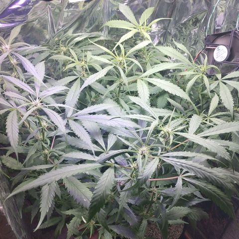 Skunk da matinha ♀️ growlog timeline photo
