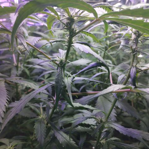 Skunk da matinha ♀️ growlog timeline photo