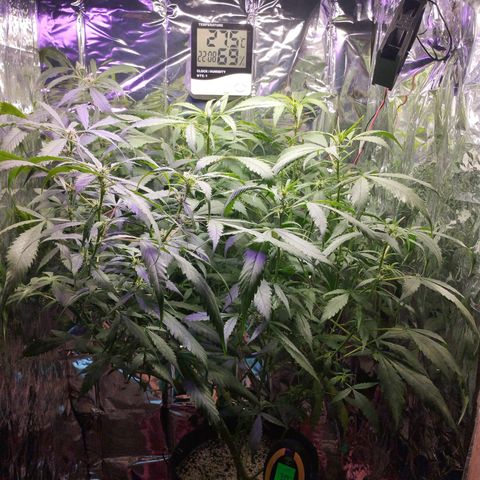 Skunk da matinha ♀️ growlog timeline photo