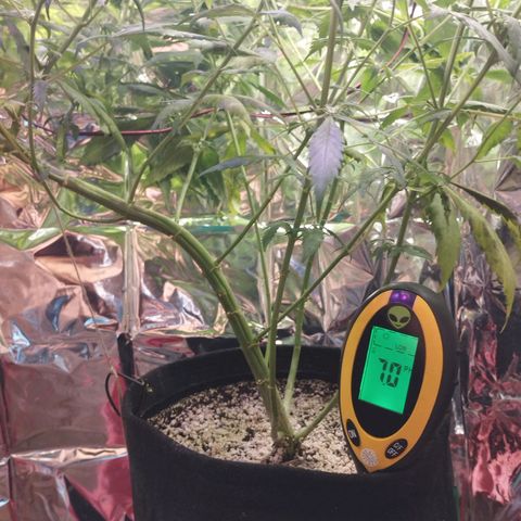 Skunk da matinha ♀️ growlog timeline photo