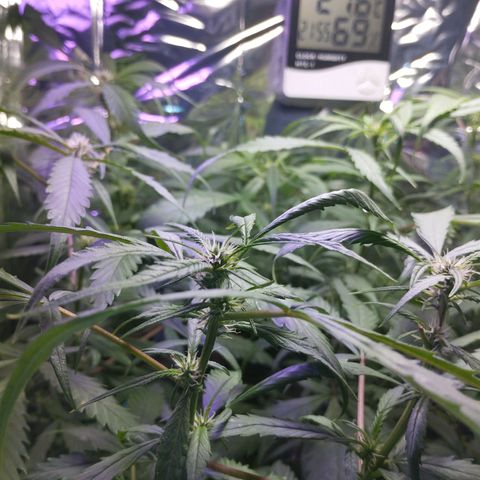 Skunk da matinha ♀️ growlog timeline photo