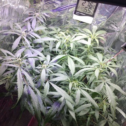Skunk da matinha ♀️ growlog timeline photo
