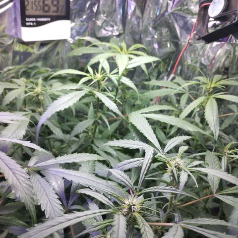 Skunk da matinha ♀️ growlog timeline photo