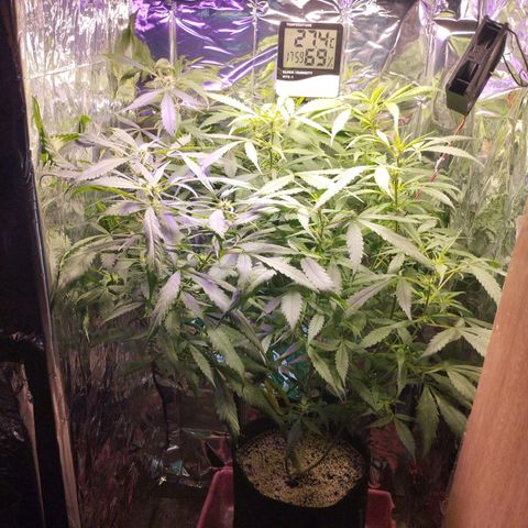 Skunk da matinha ♀️ growlog timeline photo