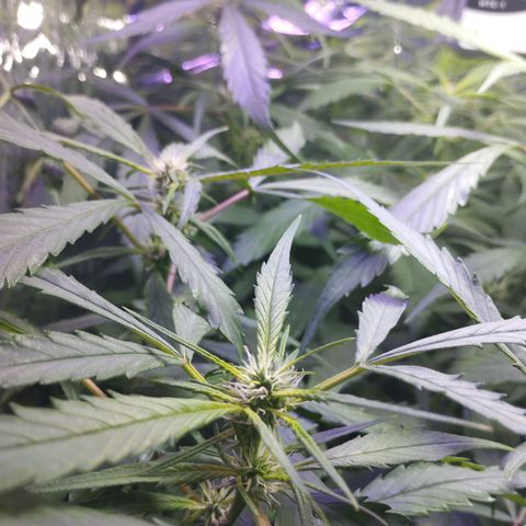 Skunk da matinha ♀️ growlog timeline photo