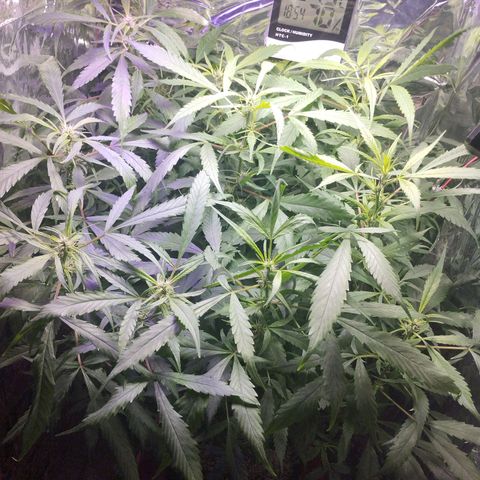 Skunk da matinha ♀️ growlog timeline photo