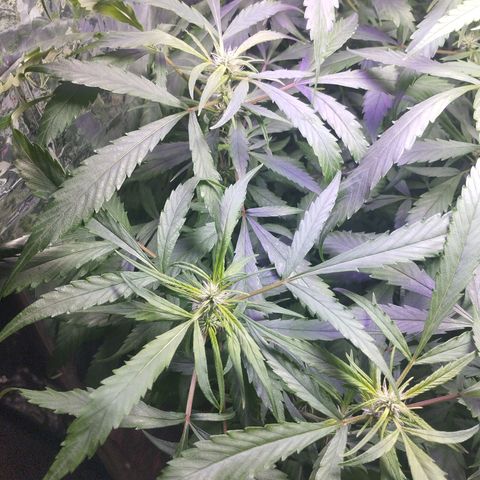Skunk da matinha ♀️ growlog timeline photo