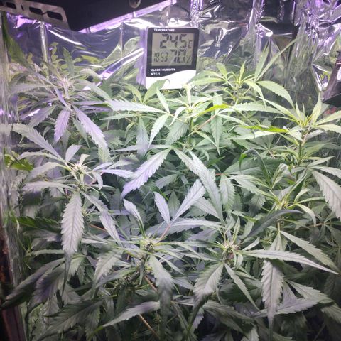 Skunk da matinha ♀️ growlog timeline photo