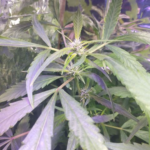 Skunk da matinha ♀️ growlog timeline photo