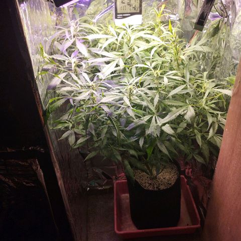 Skunk da matinha ♀️ growlog timeline photo