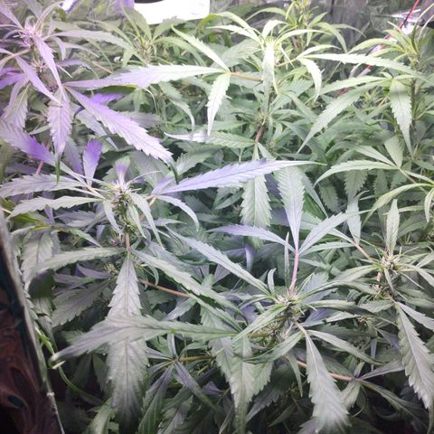 Skunk da matinha ♀️ growlog timeline photo