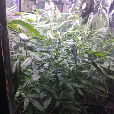 Skunk da matinha ♀️ growlog timeline photo