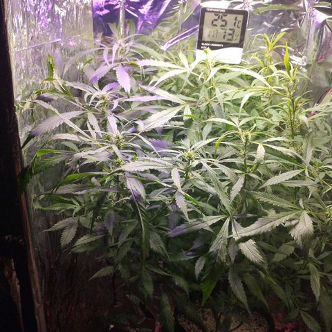 Skunk da matinha ♀️ growlog timeline photo