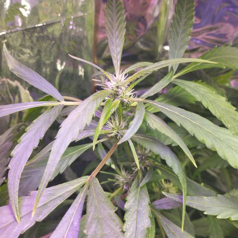 Skunk da matinha ♀️ growlog timeline photo