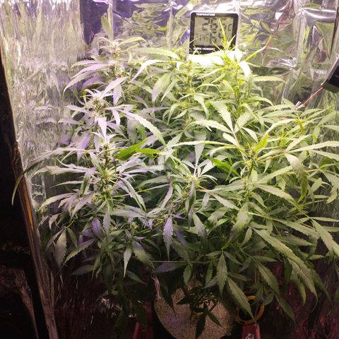 Skunk da matinha ♀️ growlog timeline photo