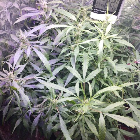 Skunk da matinha ♀️ growlog timeline photo