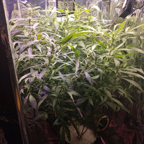 Skunk da matinha ♀️ growlog timeline photo