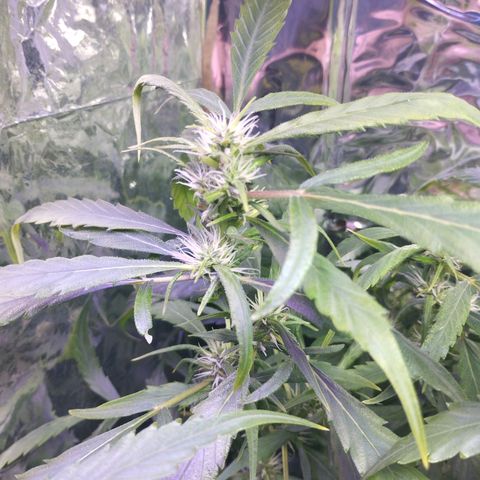 Skunk da matinha ♀️ growlog timeline photo