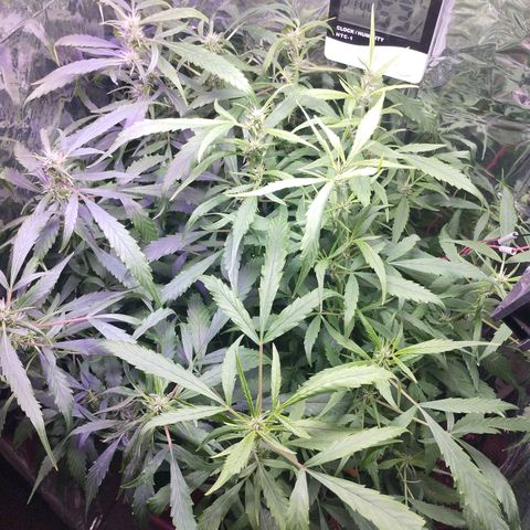 Skunk da matinha ♀️ growlog timeline photo