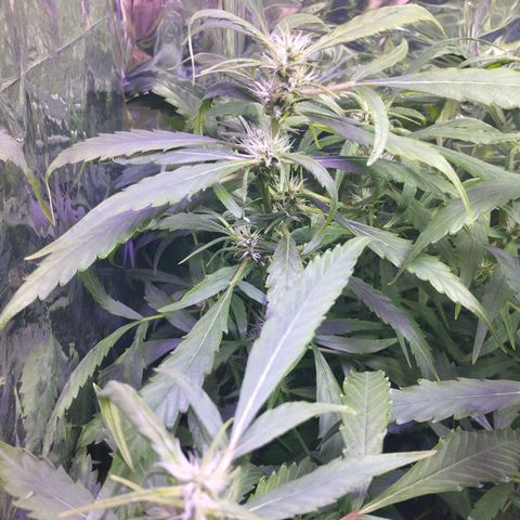 Skunk da matinha ♀️ growlog timeline photo