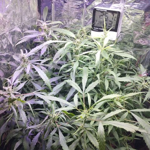 Skunk da matinha ♀️ growlog timeline photo