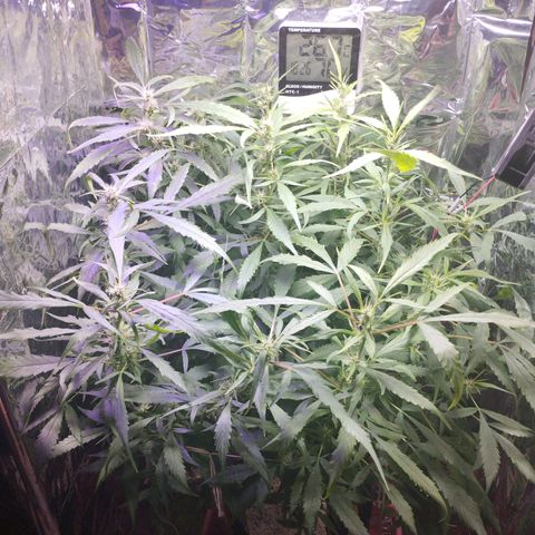 Skunk da matinha ♀️ growlog timeline photo