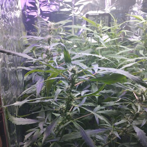 Skunk da matinha ♀️ growlog timeline photo