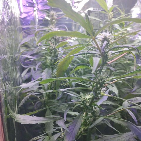 Skunk da matinha ♀️ growlog timeline photo